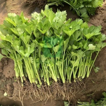 潍坊芹菜苗0.1元/颗