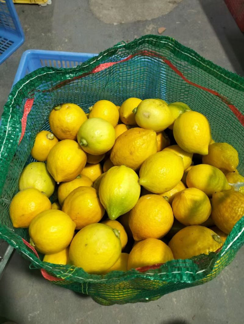 广东香水柠檬黄果