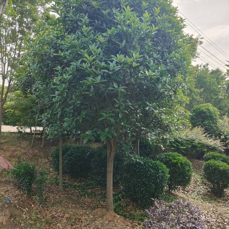 各类桂花齐全，一二三级树形都有。