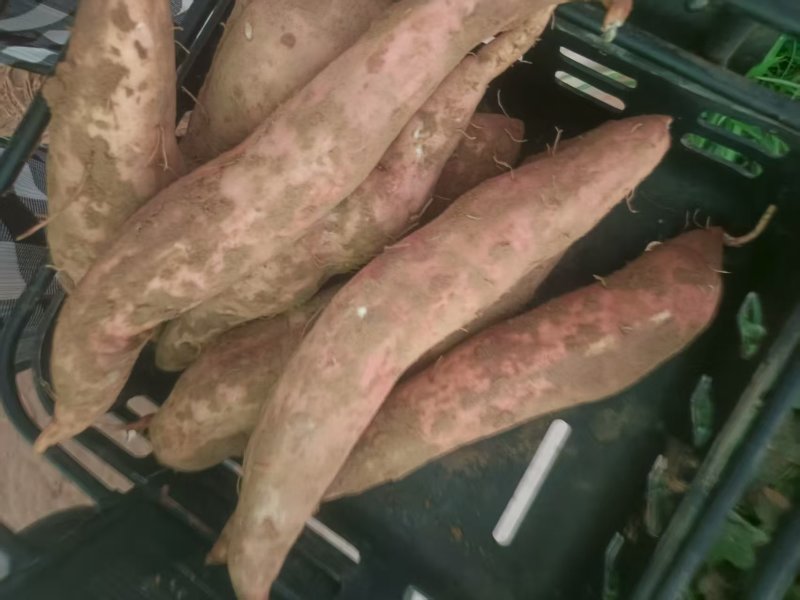 哈密红薯