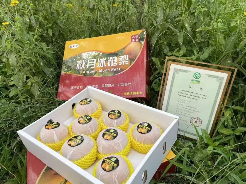 安徽亳州秋月梨，千亩良田，需要联系