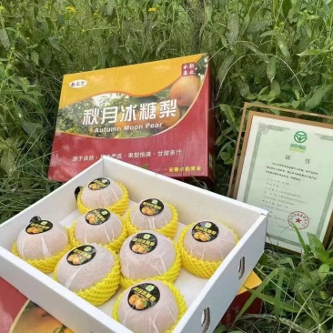 安徽亳州秋月梨，千亩良田，需要联系