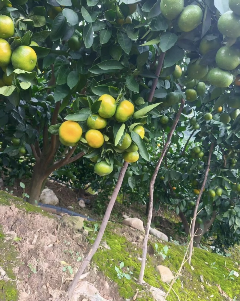 抢“鲜”！资阳早熟蜜桔上线。