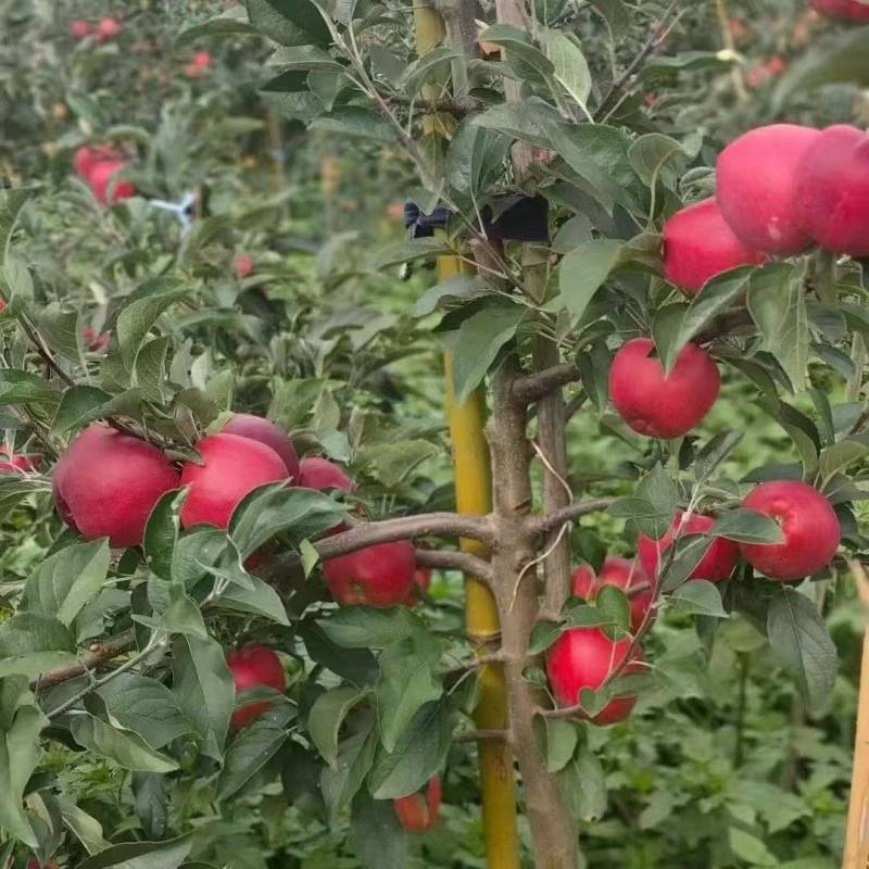 昭通红露糖心苹果