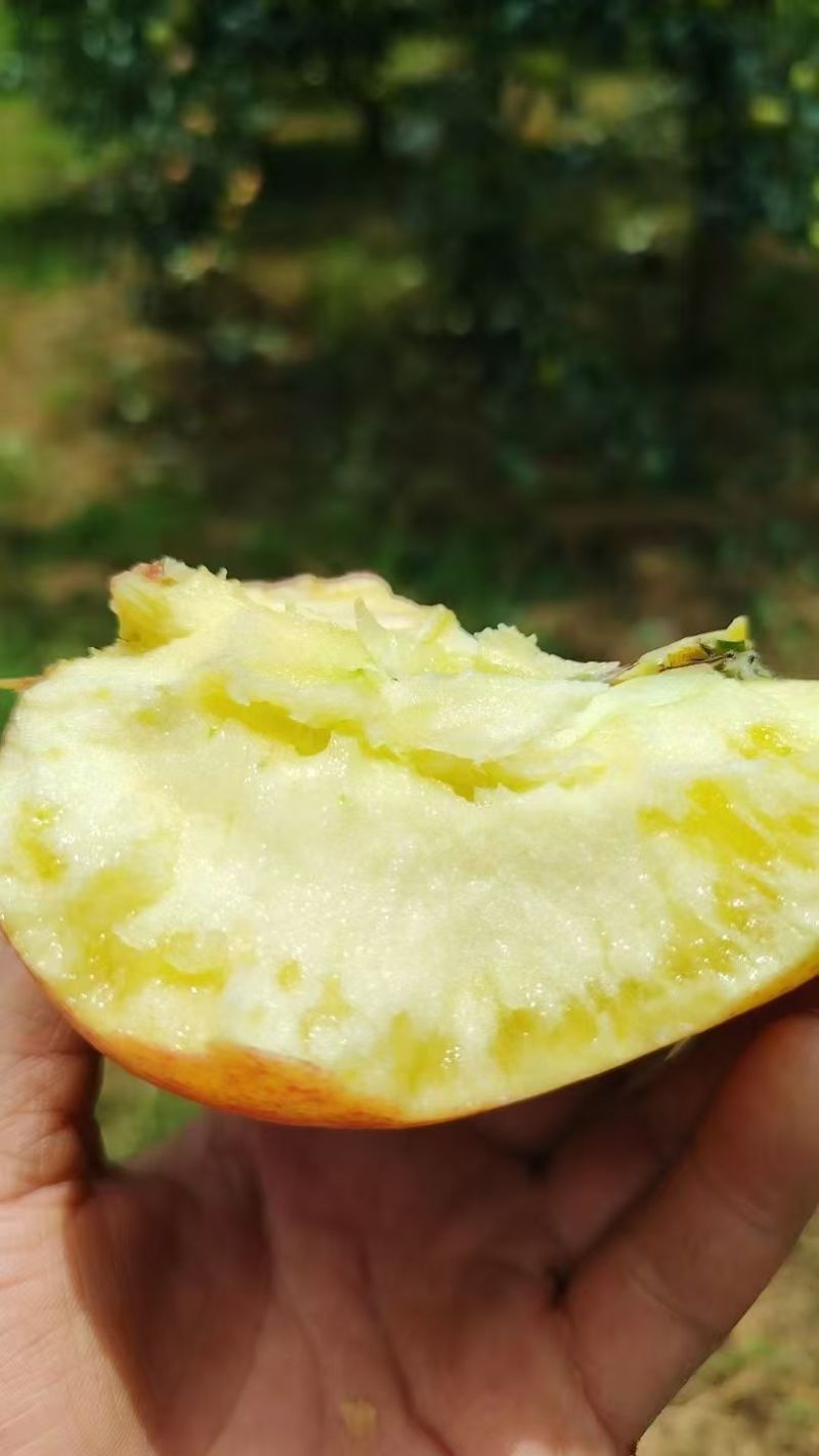 昭通红露糖心苹果