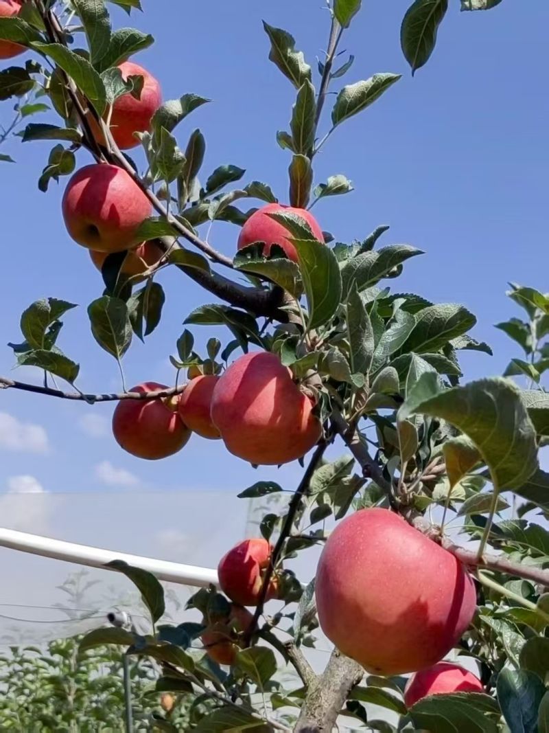 昭通红露糖心苹果