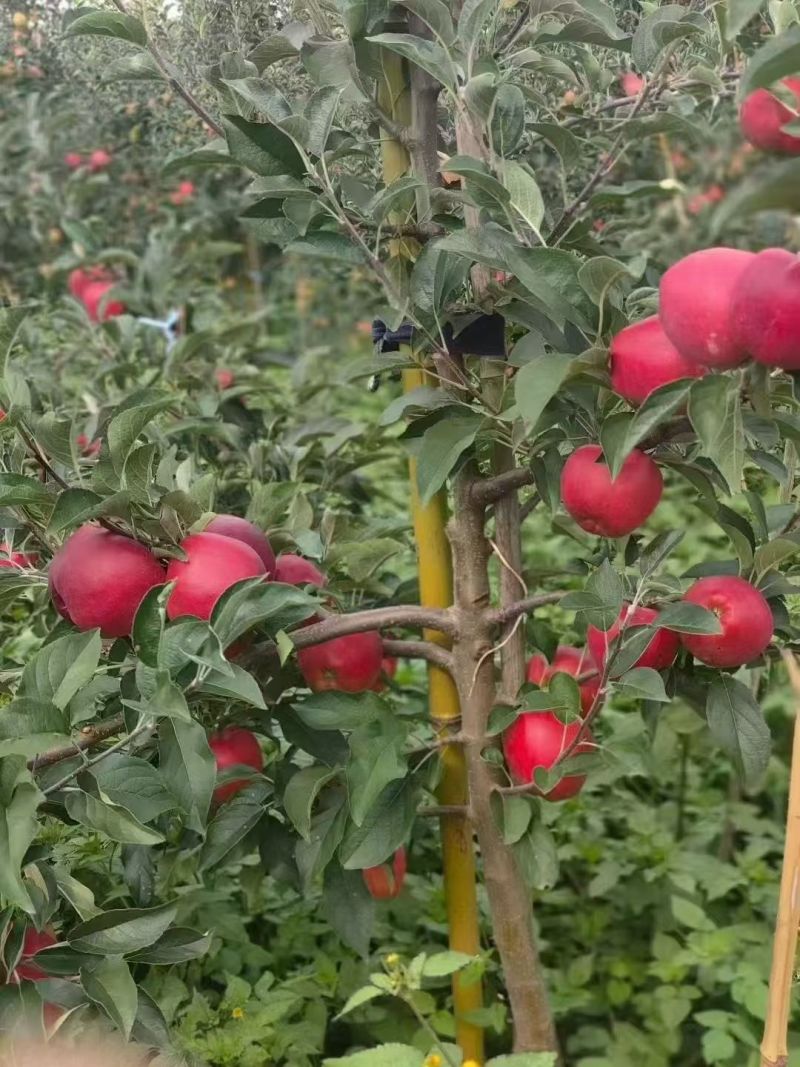 昭通红露糖心苹果