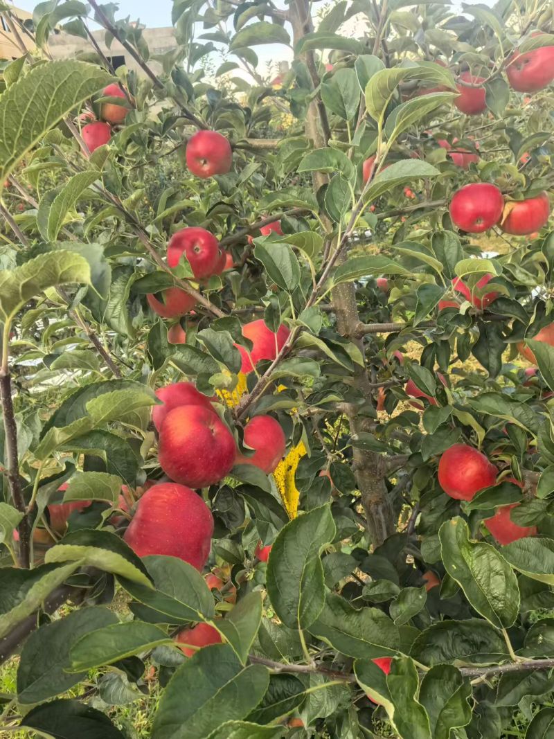 昭通红露糖心苹果
