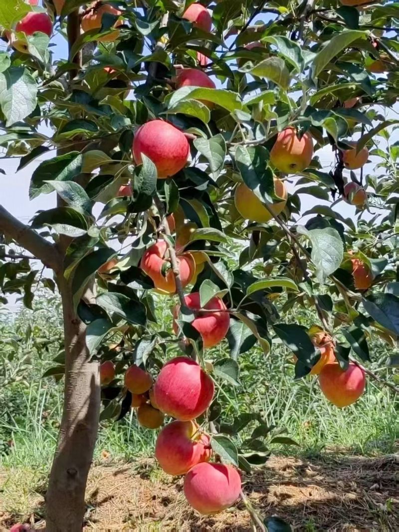 昭通红露糖心苹果