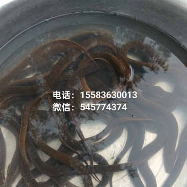 养殖场养殖黄鳝，保守估计库存9000+斤现货，可直接联系