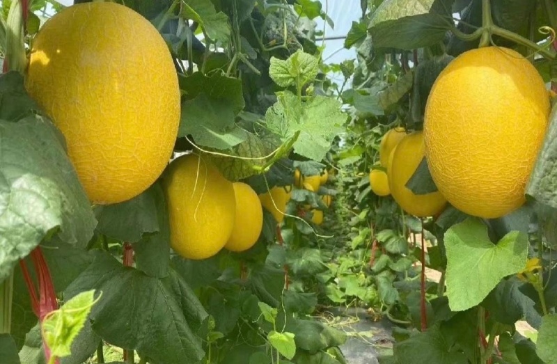 【推荐】金色年华黄金蜜25哈密瓜供应市场商超电商一手货源