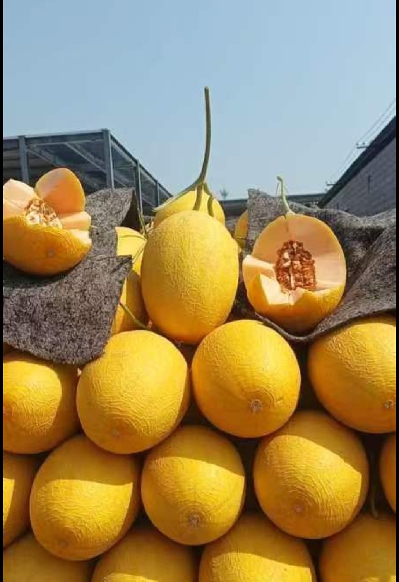 【推荐】金色年华黄金蜜25哈密瓜供应市场商超电商一手货源