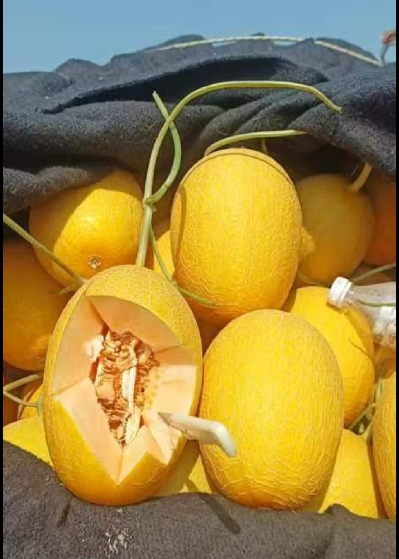 【推荐】金色年华黄金蜜25哈密瓜供应市场商超电商一手货源