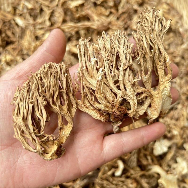 珊瑚菌干货