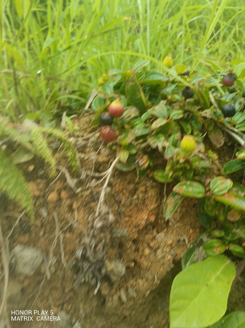 地菍果