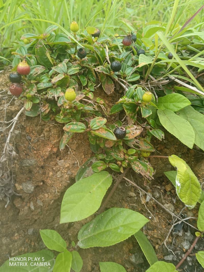 地菍果