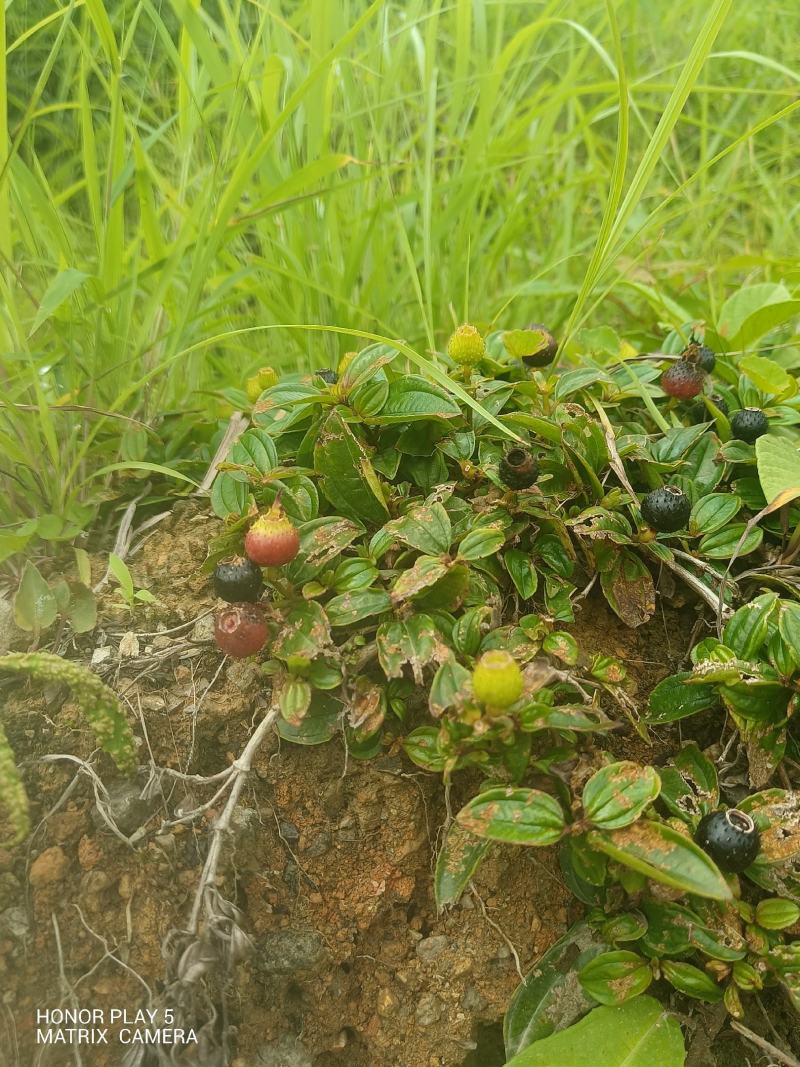地菍果
