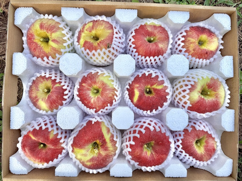 昭通苹果