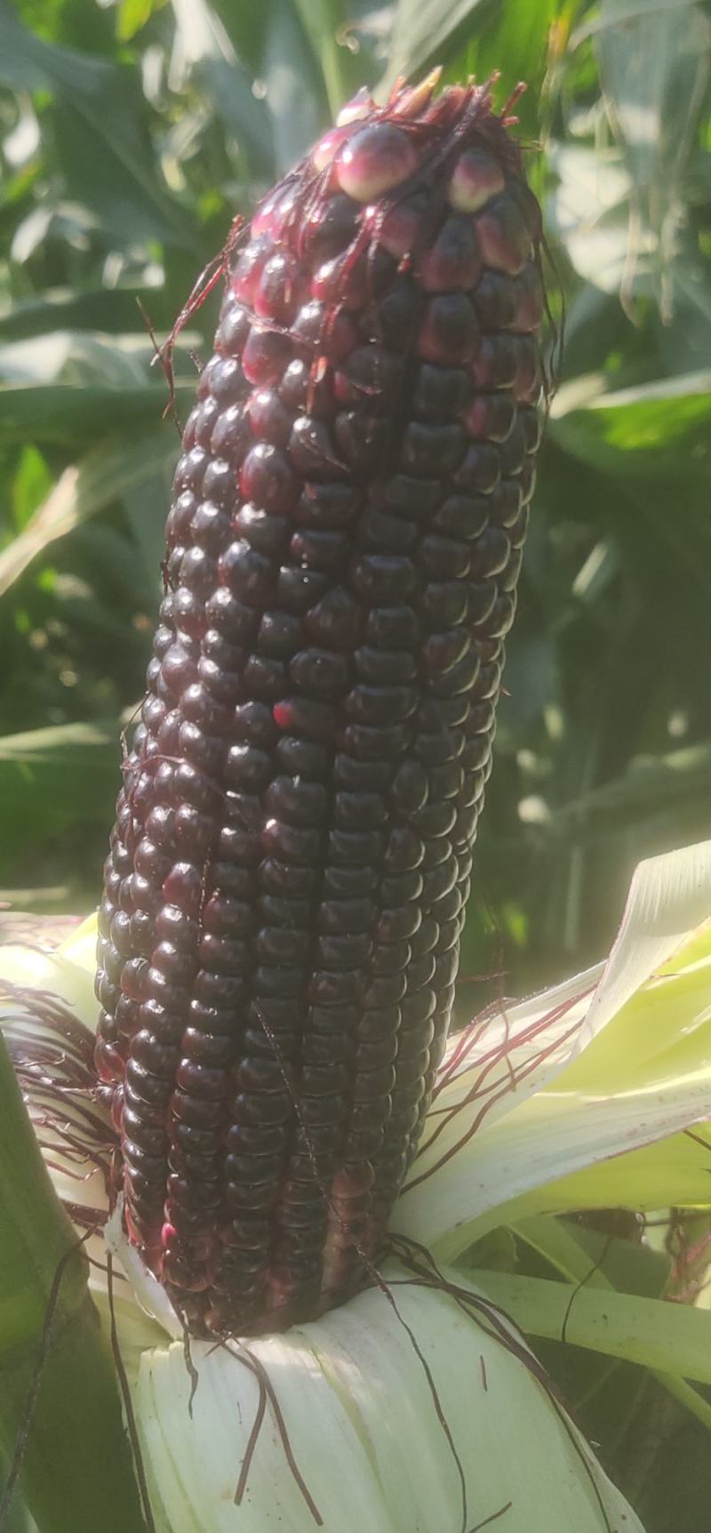 鲜食黑甜糯玉米