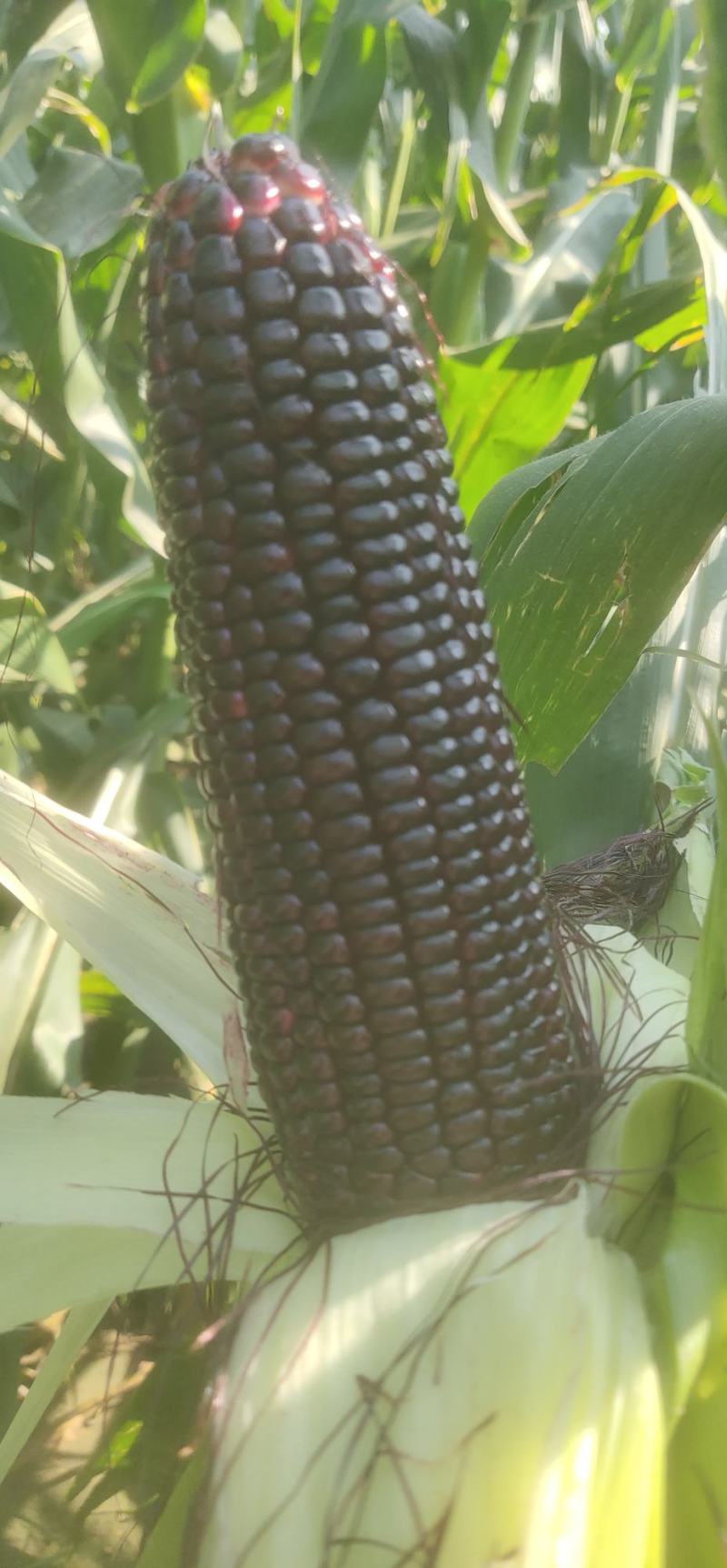 鲜食黑甜糯玉米