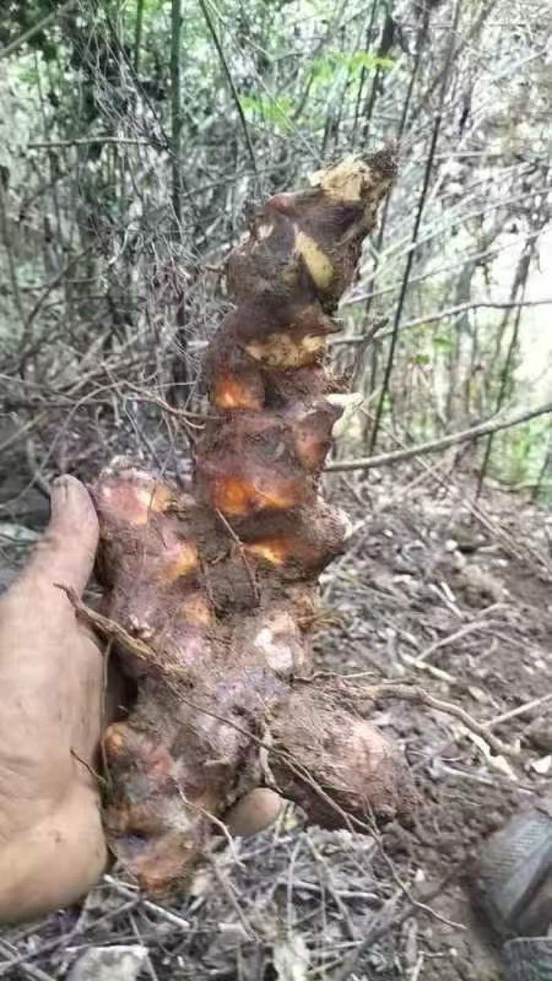 广东本地野生土茯苓，新鲜野生土茯苓，白肉粉质需要咨询详谈