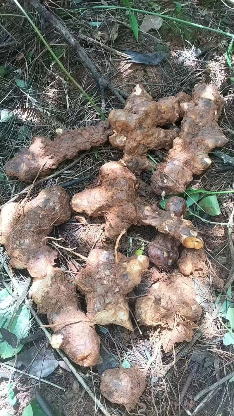广东本地野生土茯苓，新鲜野生土茯苓，白肉粉质需要咨询详谈