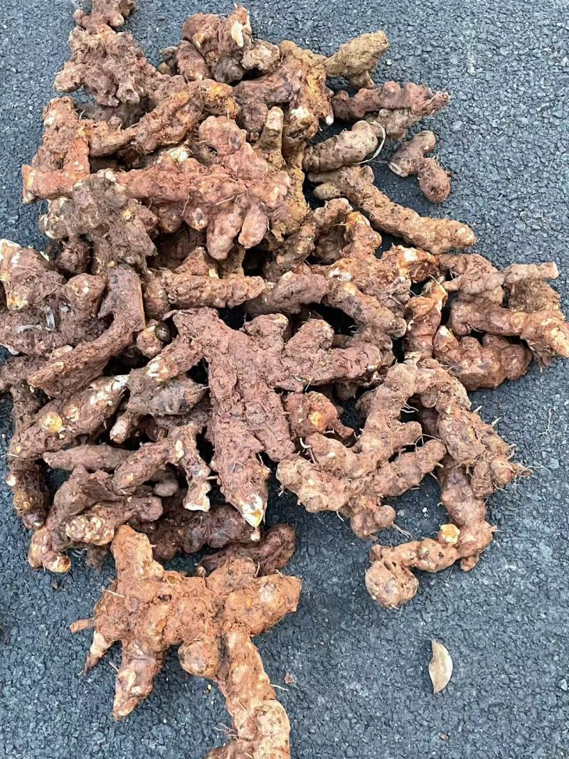 广东本地野生土茯苓，新鲜野生土茯苓，白肉粉质需要咨询详谈