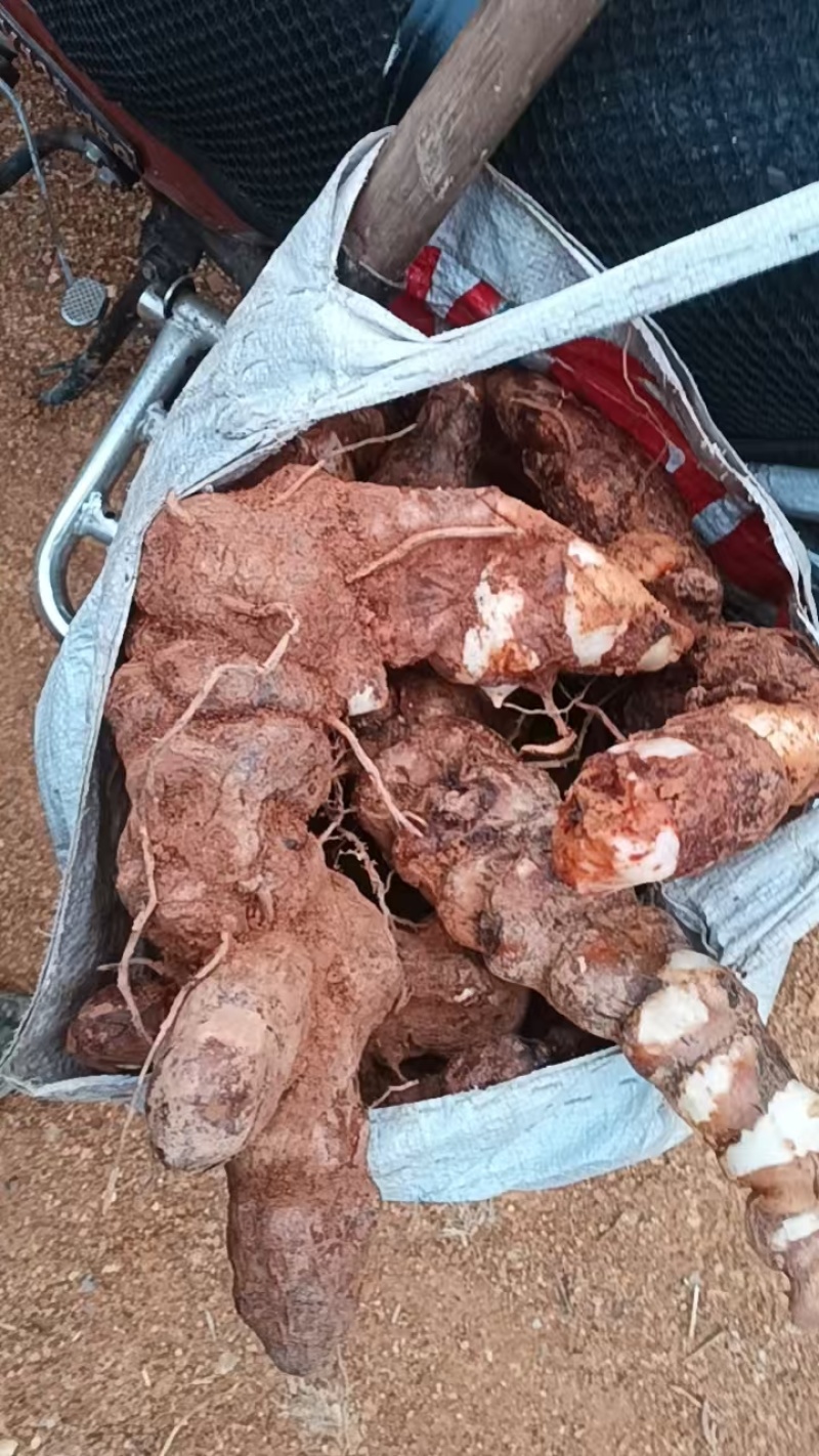 广东本地野生土茯苓，新鲜野生土茯苓，白肉粉质需要咨询详谈