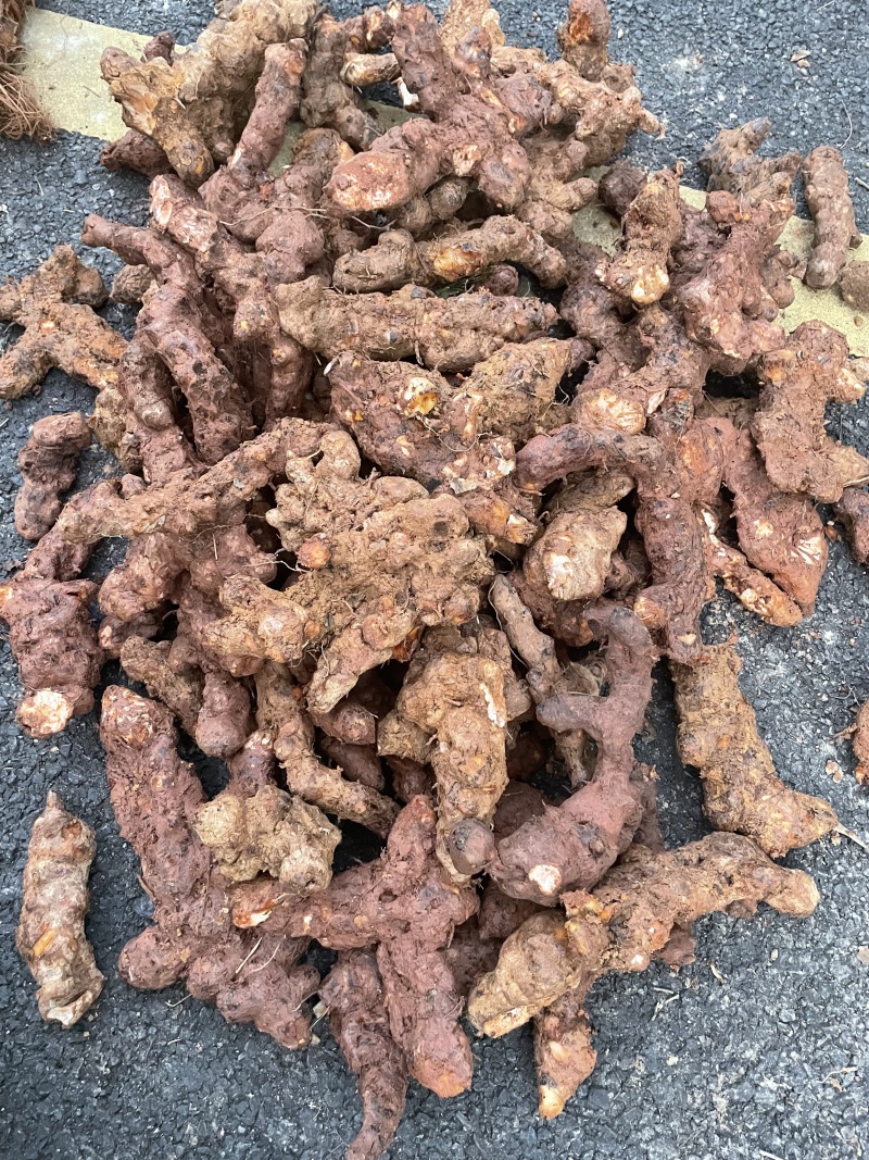 广东本地野生土茯苓，新鲜野生土茯苓，白肉粉质需要咨询详谈
