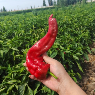 焉耆肉辣椒