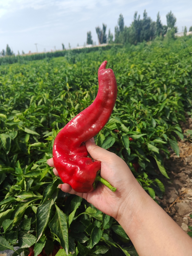 焉耆肉辣椒