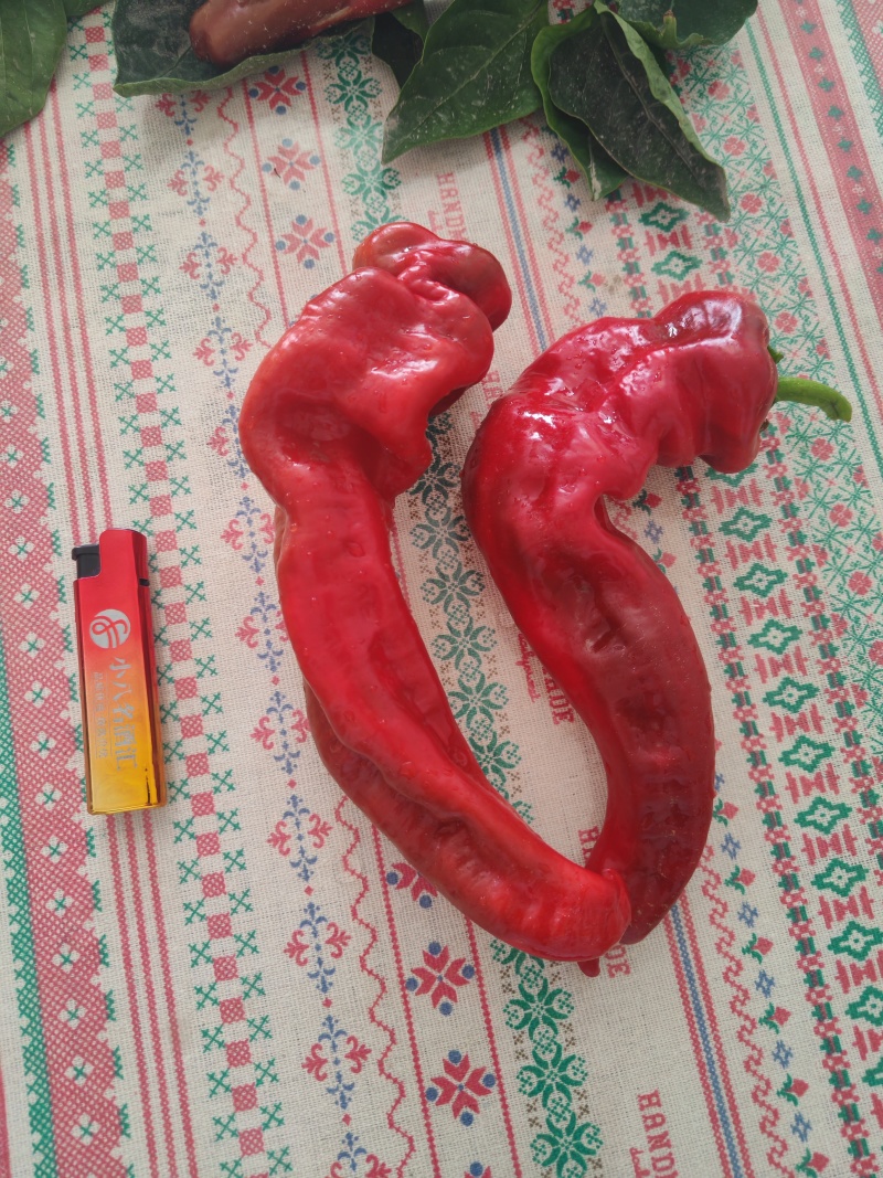 焉耆肉辣椒