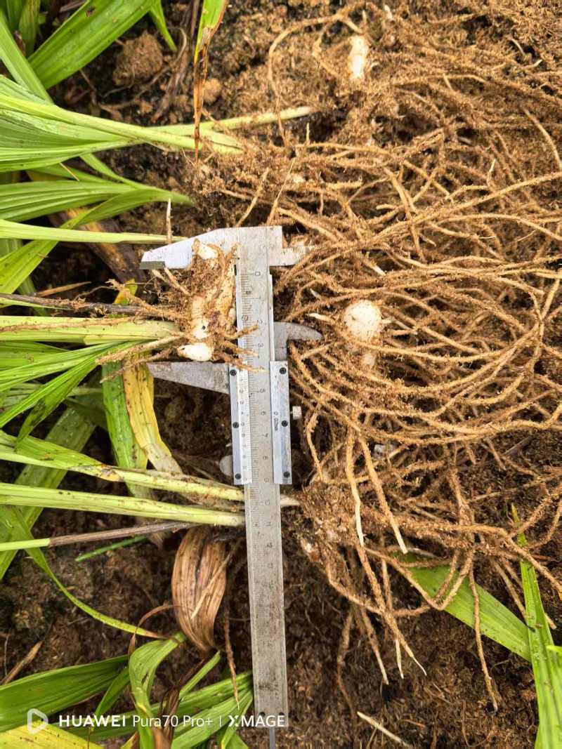供应三叉紫花白芨驯化苗，产量巨大，质量好代发全国各地客商