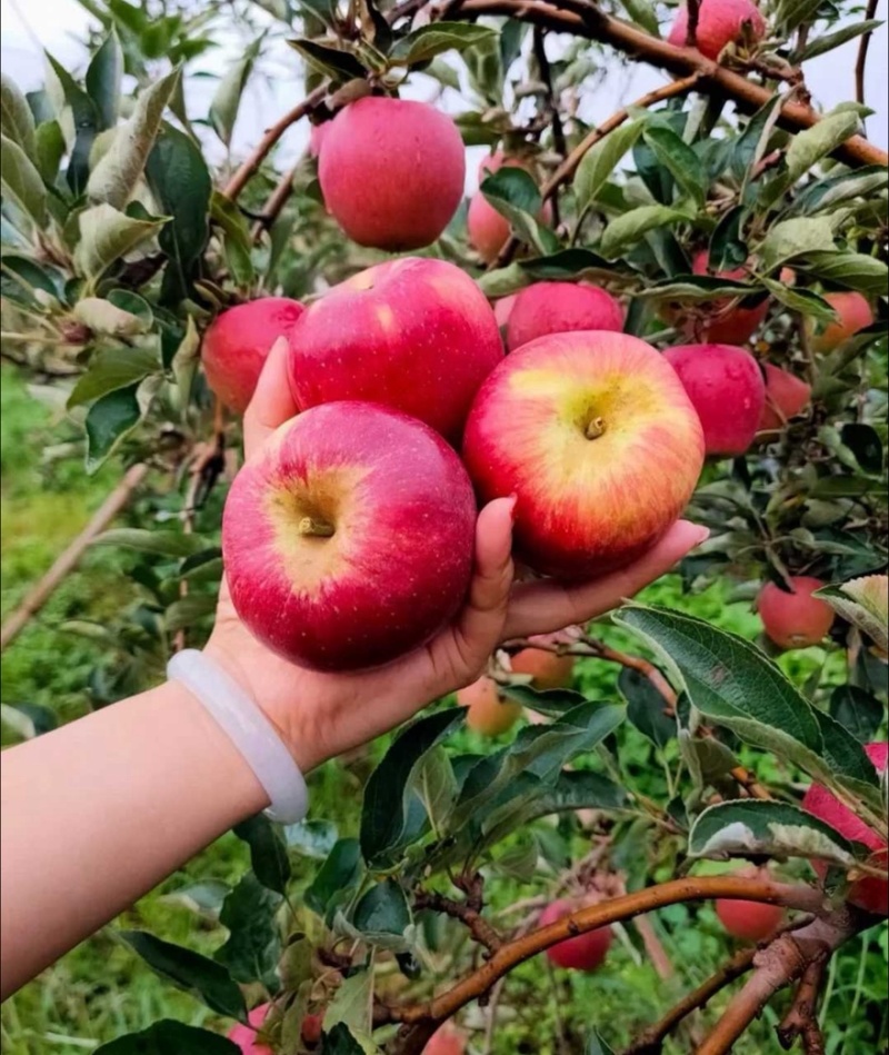 【精选】红露苹果四川苹果产地直销量大从优可对接全国市场