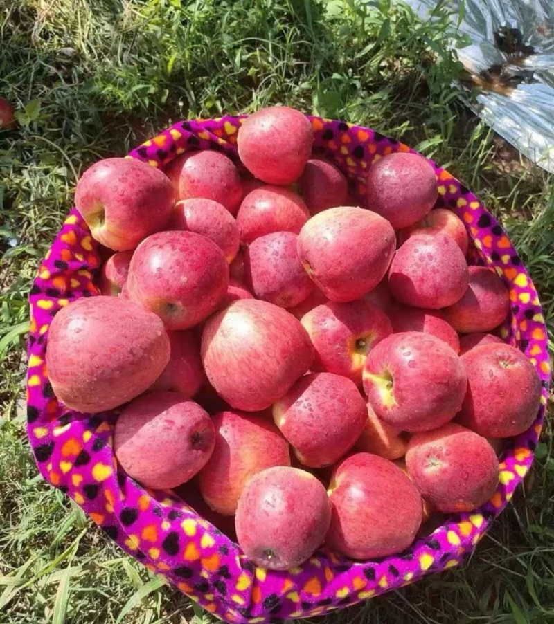 【精选】红露苹果四川苹果产地直销量大从优可对接全国市场
