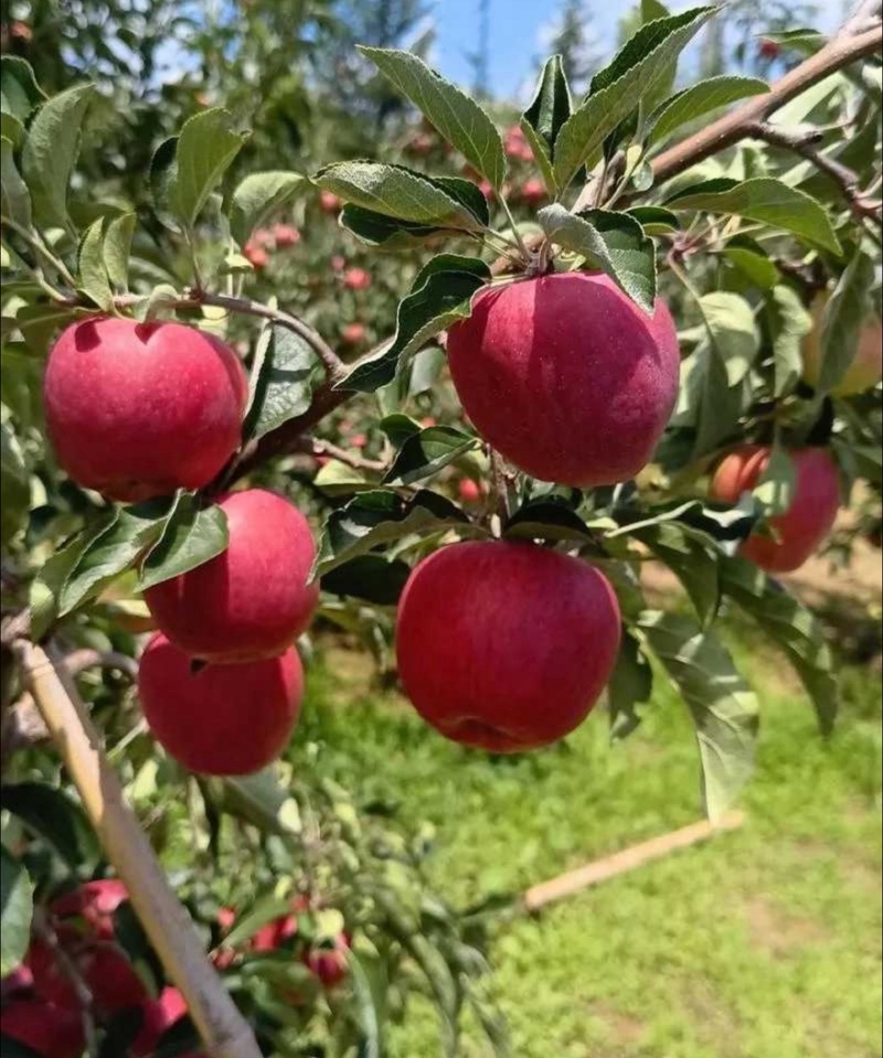 【精选】红露苹果四川苹果产地直销量大从优可对接全国市场