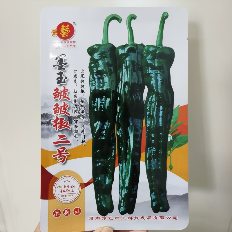 皱皮辣椒种子中早熟皮薄质脆辣味香浓大果黑绿皮大田基地