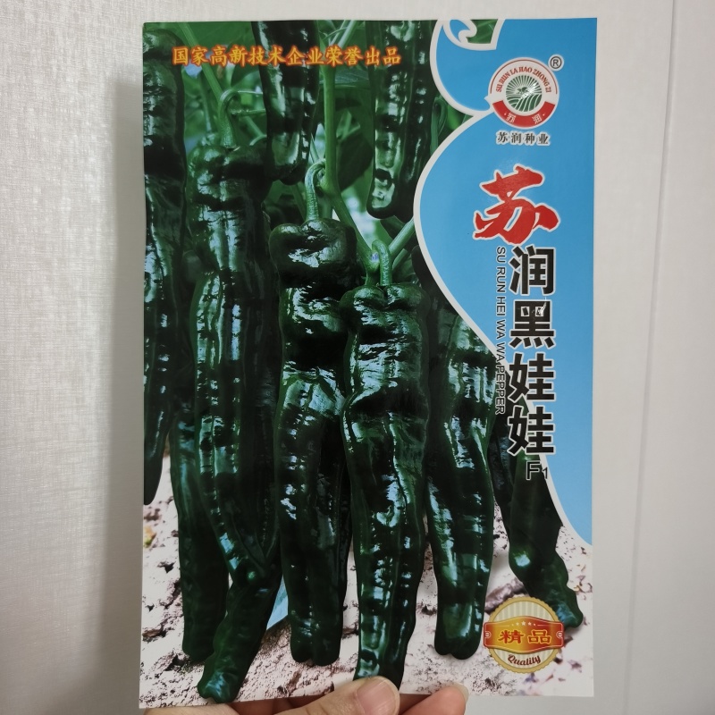 皱皮辣椒种子中早熟皮薄质脆辣味香浓大果黑绿皮大田基地