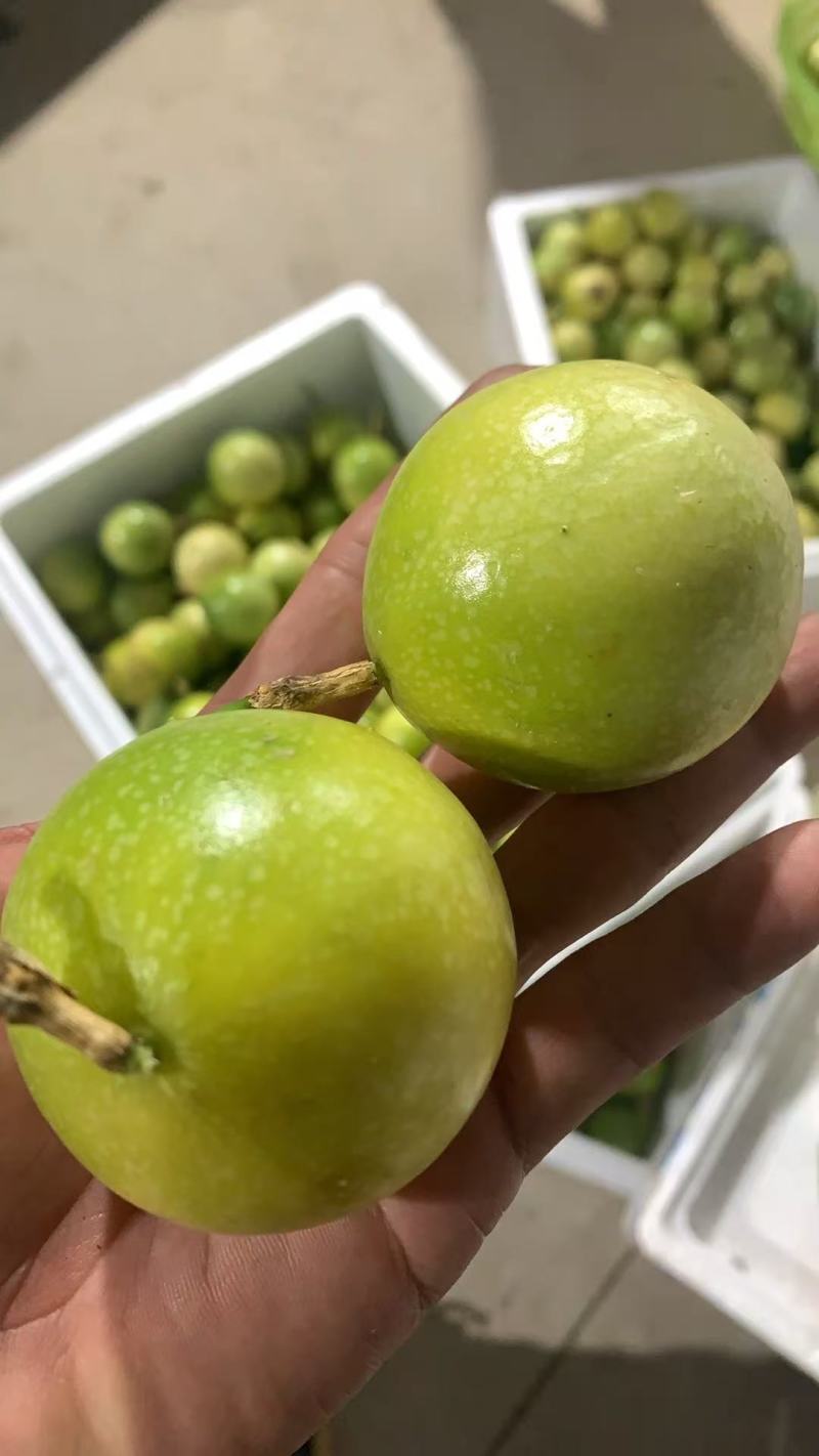百香果/钦蜜九号百香果/广东湛江遂溪县百香果基地对接全国