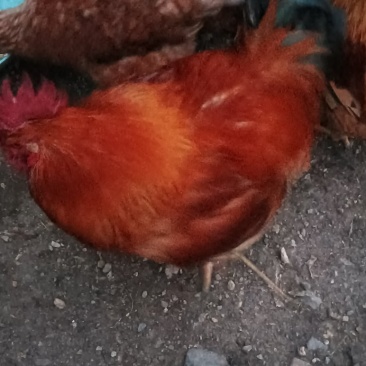 散养土鸡