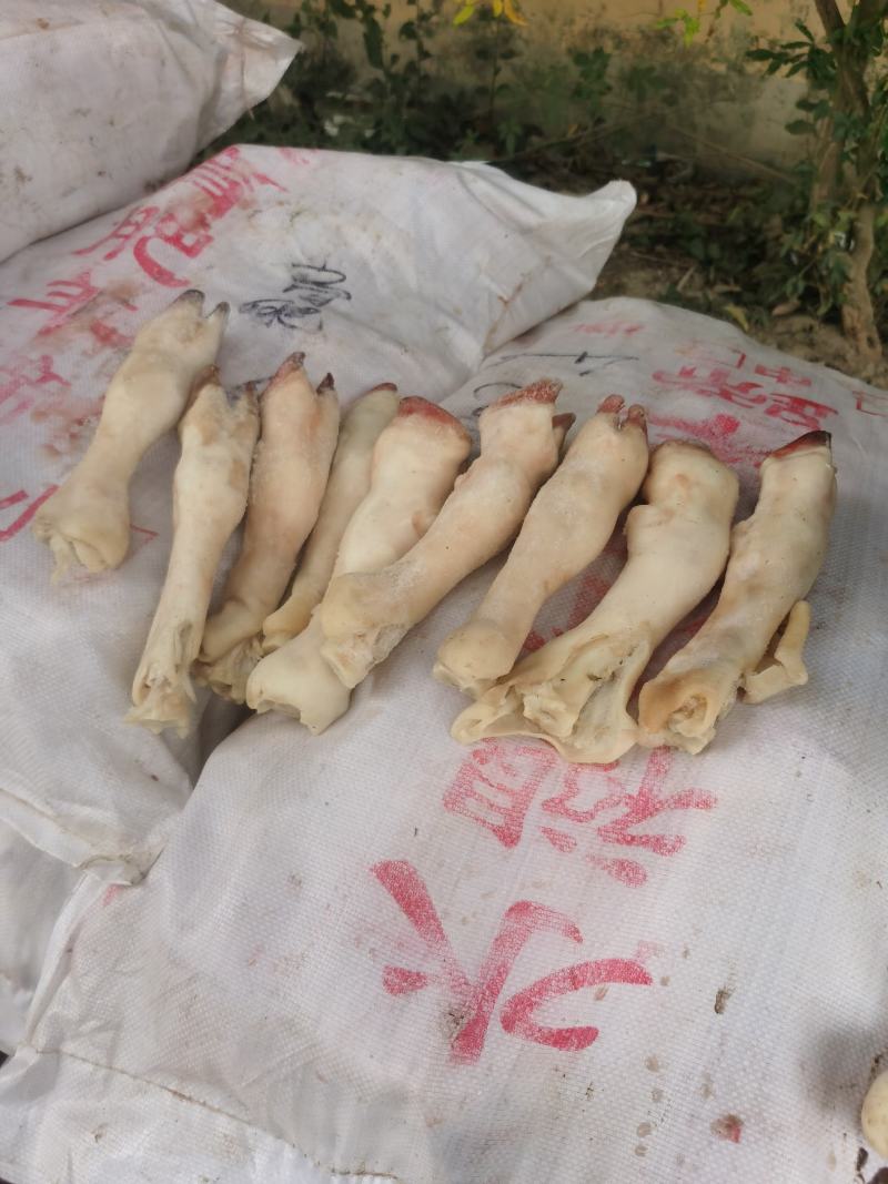 育肥羊蹄纯育肥羊蹄白蹄破损包赔全国发货精品羊蹄
