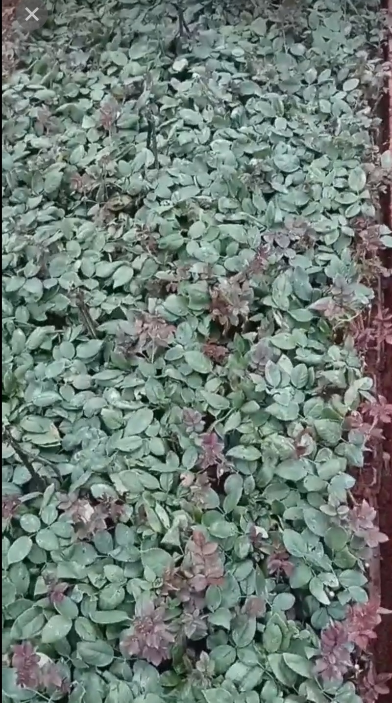 高原红杯苗