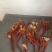 桂花旭日鹿茸菌种植中心