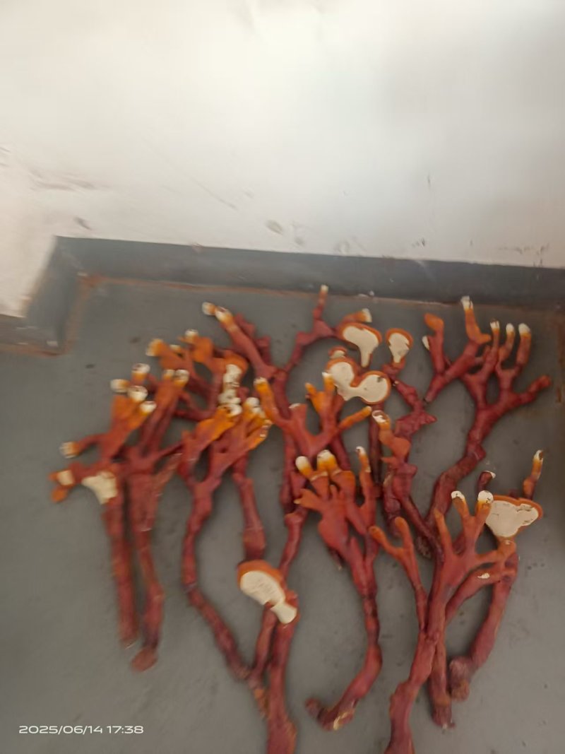桂花旭日鹿茸菌种植中心