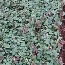高原红杯苗