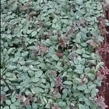 高原红杯苗