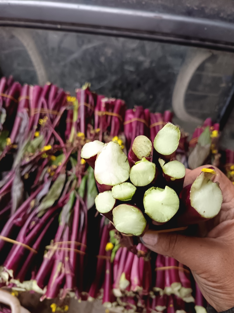 红菜苔