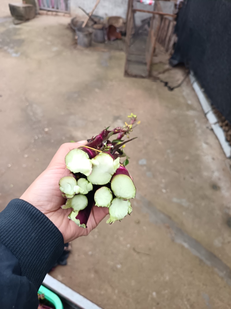 红菜苔