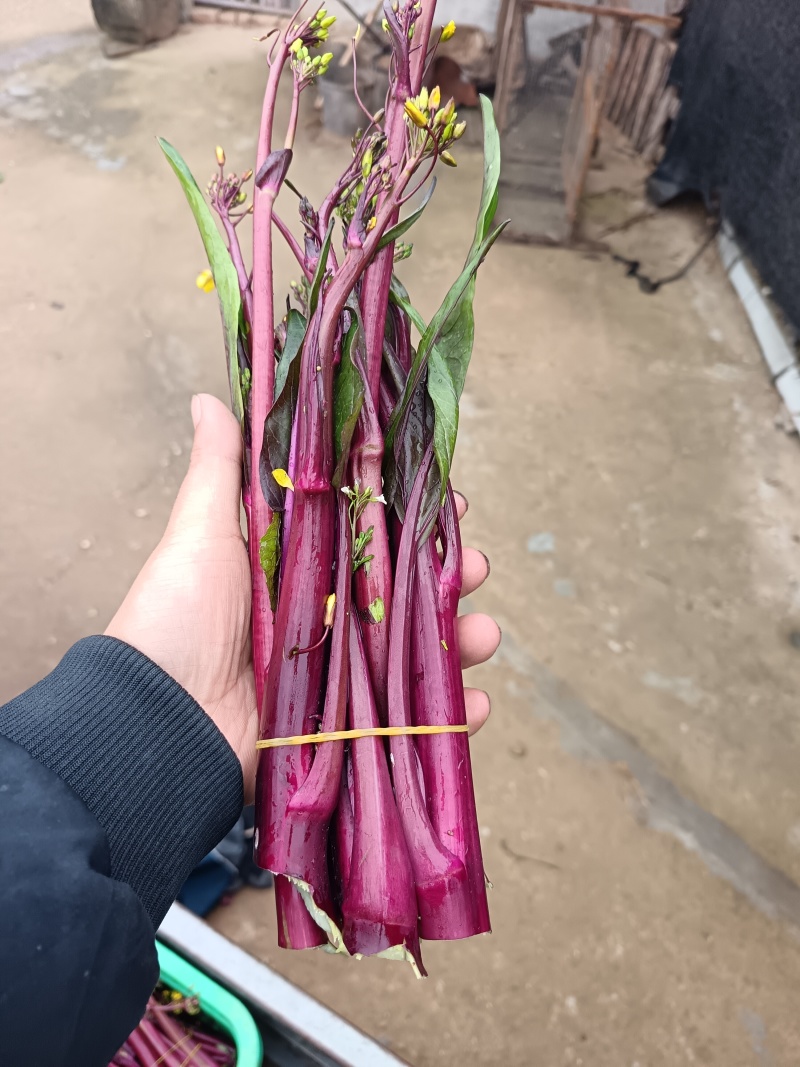 红菜苔