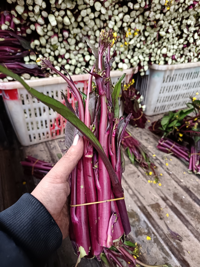 红菜苔